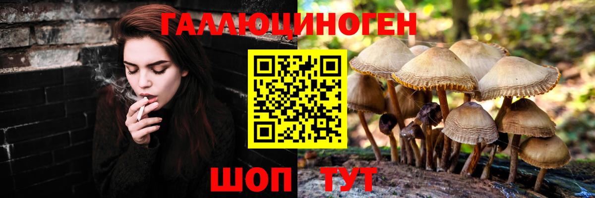 магазин продажи наркотиков  Вход с VPN  Дивногорск  Псилоцибиновые грибы Psilocybine cubensis 